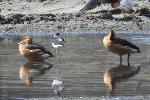 Dendrocygne fauve