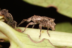 Chalepistes inaequalis