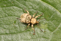 Brachyolus punctatus