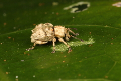 Brachyolus punctatus