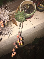 Echeveria purpusorum