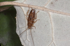 Parellipsidion latipenne