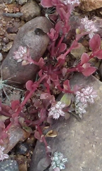 Polycarpon tetraphyllum tetraphyllum
