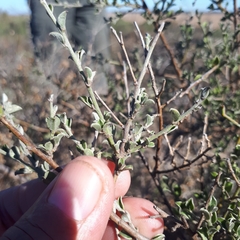 Podalyria microphylla