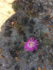 Lampranthus spiniformis