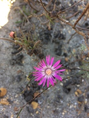 Lampranthus spiniformis