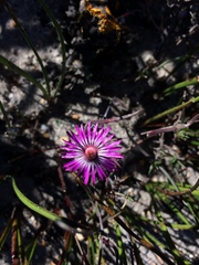 Lampranthus spiniformis