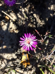 Lampranthus spiniformis