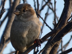 Passer domesticus