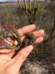 Leucadendron thymifolium
