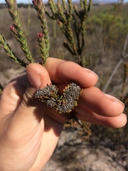 Leucadendron thymifolium