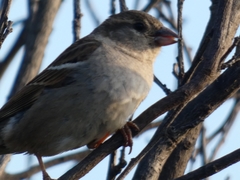 Passer domesticus