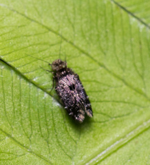 Lepidopsocidae