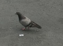 Columba livia domestica