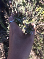 Leucadendron verticillatum