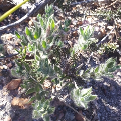 Xiphotheca lanceolata