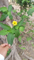 Tabernaemontana tomentosa