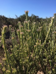 Leucadendron verticillatum