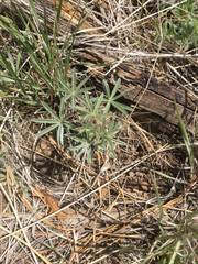 Lupinus caudatus