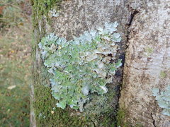 Pseudocyphellaria episticta