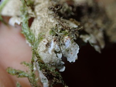Pseudocyphellaria episticta