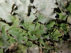 Pseudocyphellaria episticta
