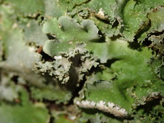 Pseudocyphellaria episticta
