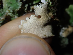 Pseudocyphellaria episticta