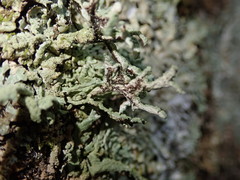 Hypogymnia subphysodes