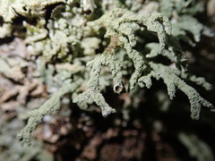 Hypogymnia subphysodes