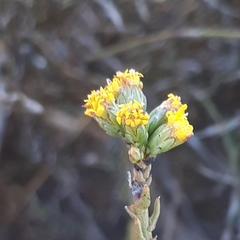 Marasmodes dummeri