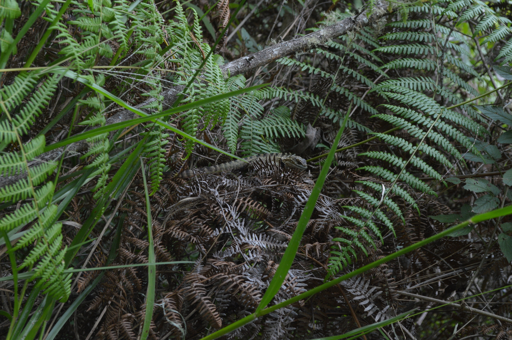 Tropiduridae image