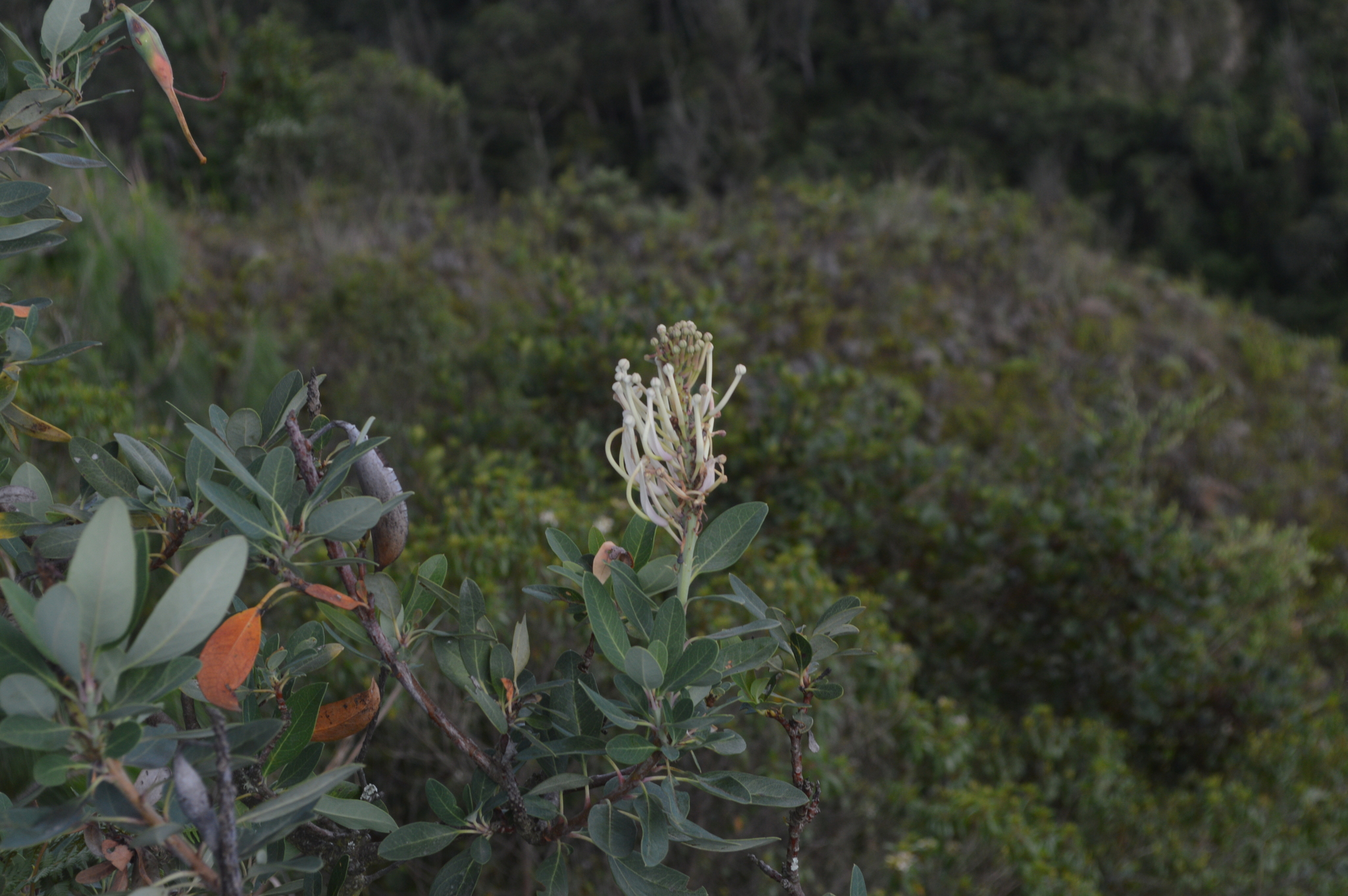 Oreocallis grandiflora image