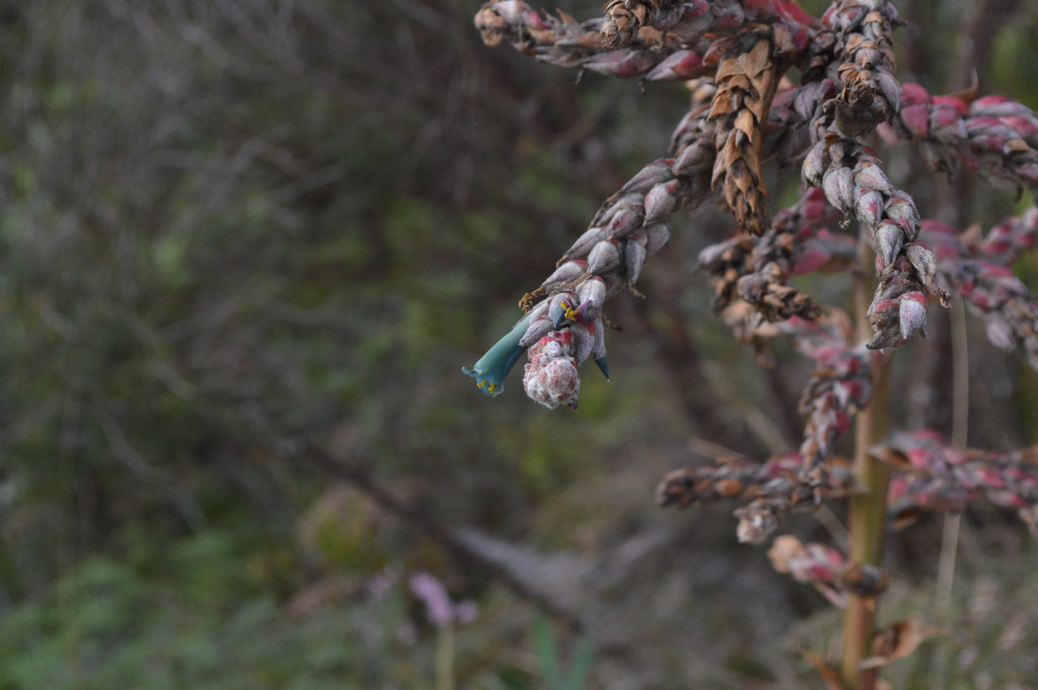 Puya image