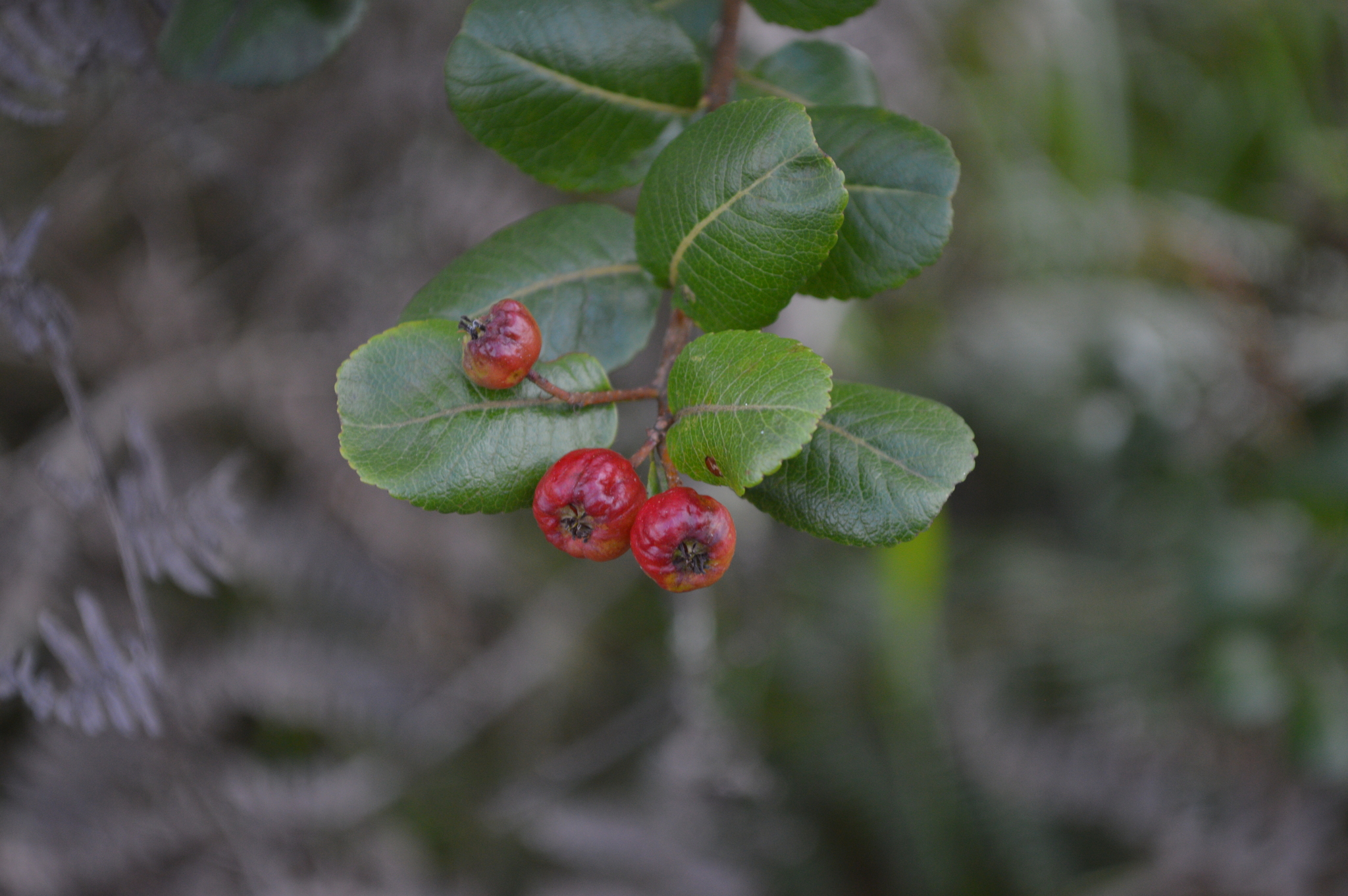 Hesperomeles obtusifolia image