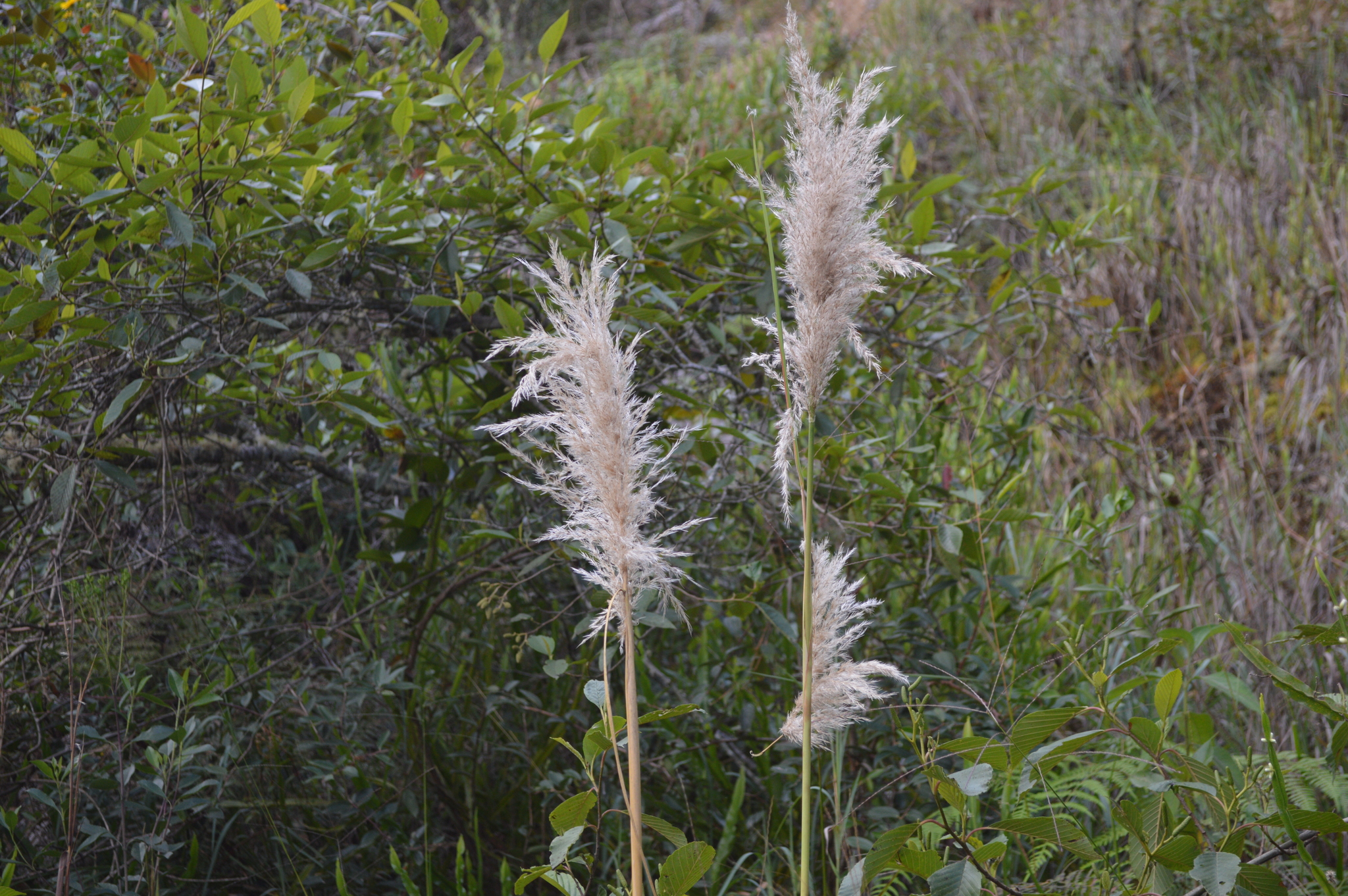 Cortaderia nitida image