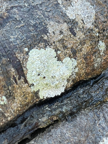 Lecanora observed 2024-04-28