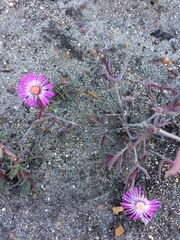 Lampranthus spiniformis
