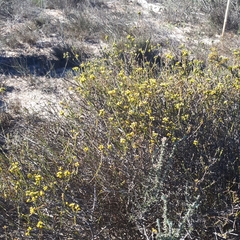 Marasmodes dummeri