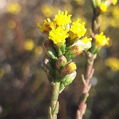 Marasmodes dummeri