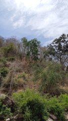 Thouinidium decandrum