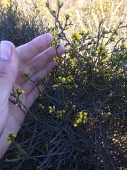 Marasmodes dummeri