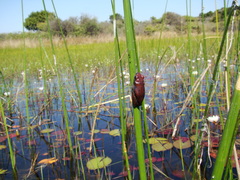 Hyperolius parallelus
