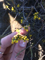 Marasmodes dummeri