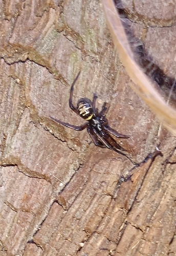 Steatoda autumnalis