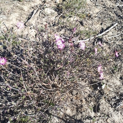 Lampranthus spiniformis
