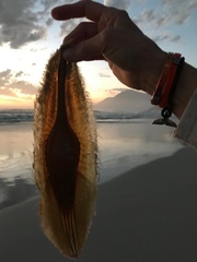 Callorhinchus capensis