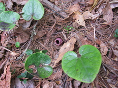 Hexastylis rhombiformis