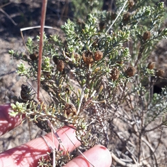 Oedera fruticosa