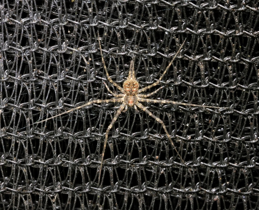 Typical Two-tailed Spiders from Lam Tsuen, Hong Kong on April 26, 2024 ...